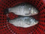 萝卜丝鲫鱼汤也可以帮助瘦身