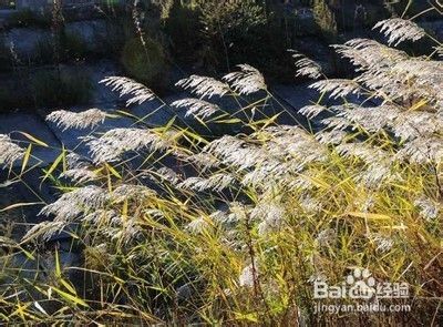 芦苇的栽培技术