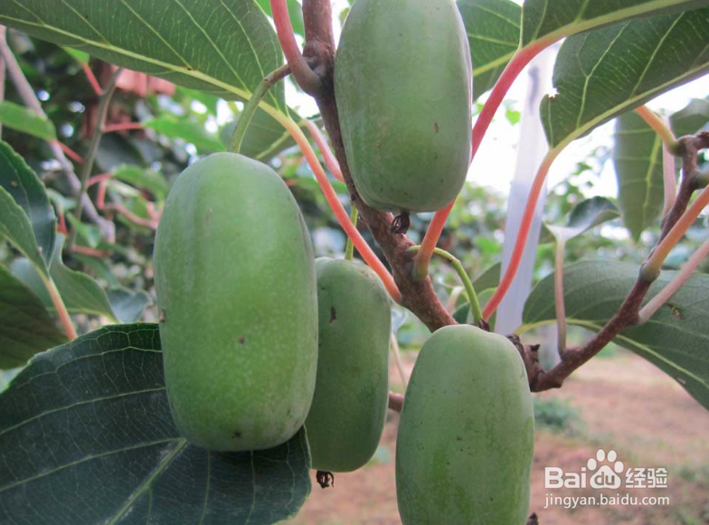 怎样种植软枣猕猴桃