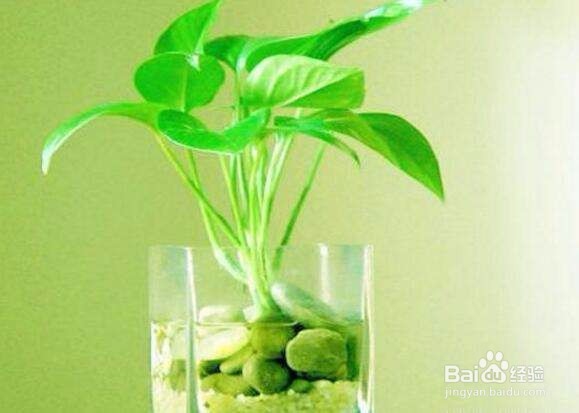 如何更好的种植绿萝？