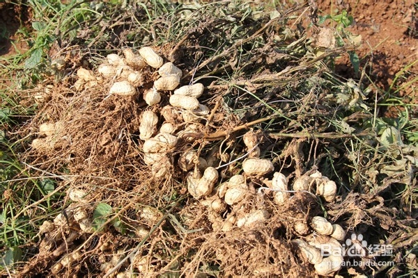 治疗失眠的偏方