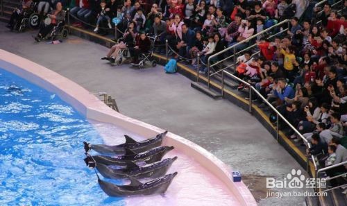 海豚宝宝出生时是先露头还是先露尾巴 神奇海洋