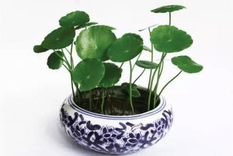 怎么布置租来的房子,让房间装饰的更温馨