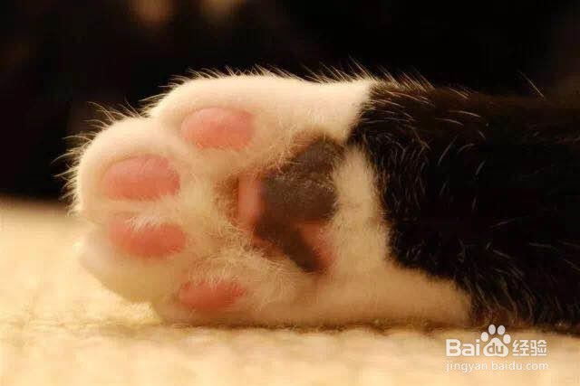 猫咪太热怎么给它降温