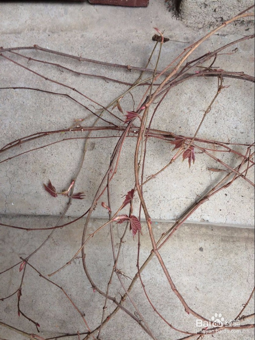 怎么用滕条做绳索