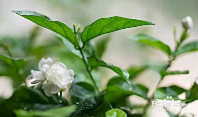 如何让茉莉花开不断