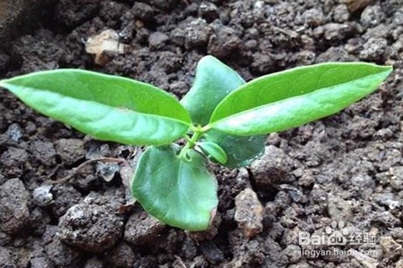 腊梅种子的种植方法