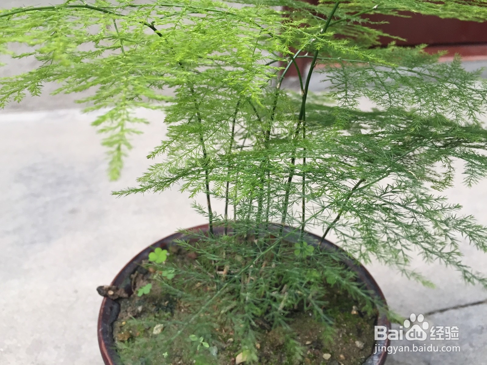 如何养好常见植物文竹