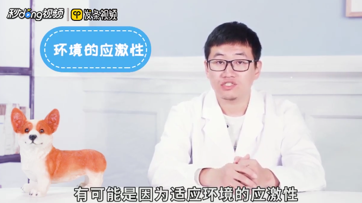 怎么解决猫咪不吃饭的问题