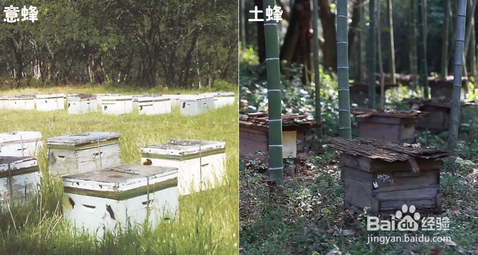 土蜂蜜与意蜂蜜有什么区别