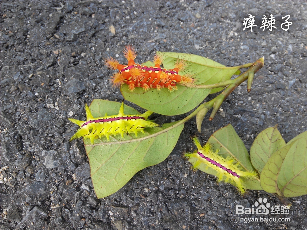 【金寨县马鬃岭实习攻略】