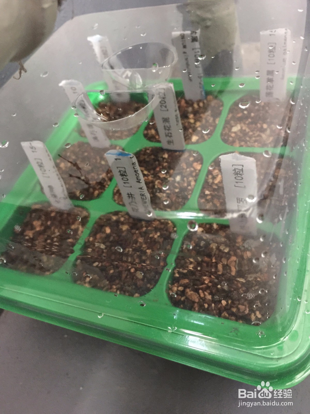 生石花浇水方法