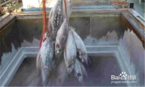 活海鲜怎么保存