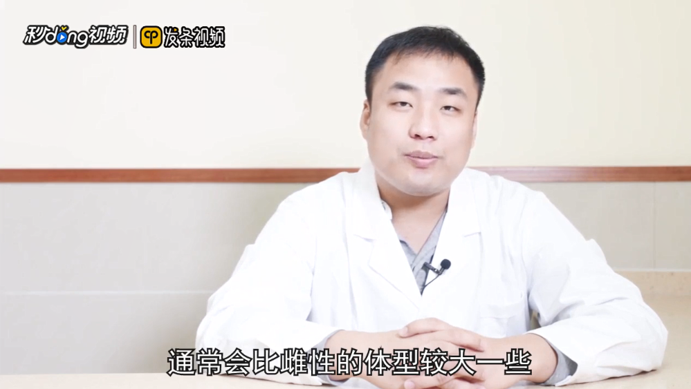 迷你鹦鹉鱼怎么分公母
