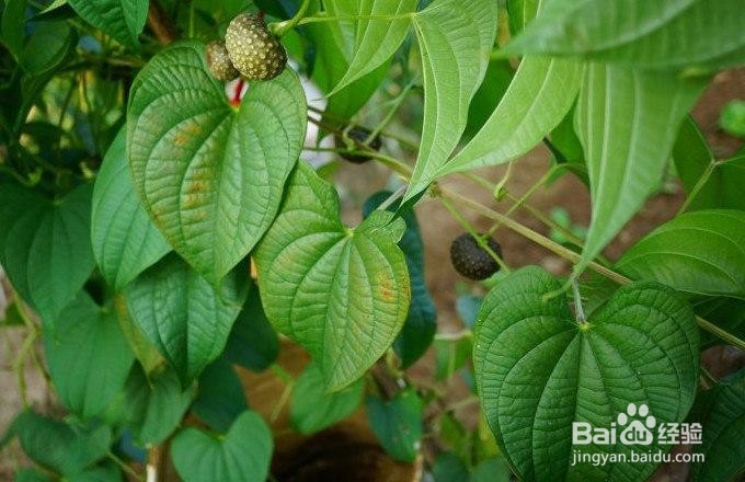 黄独的果实食用方法