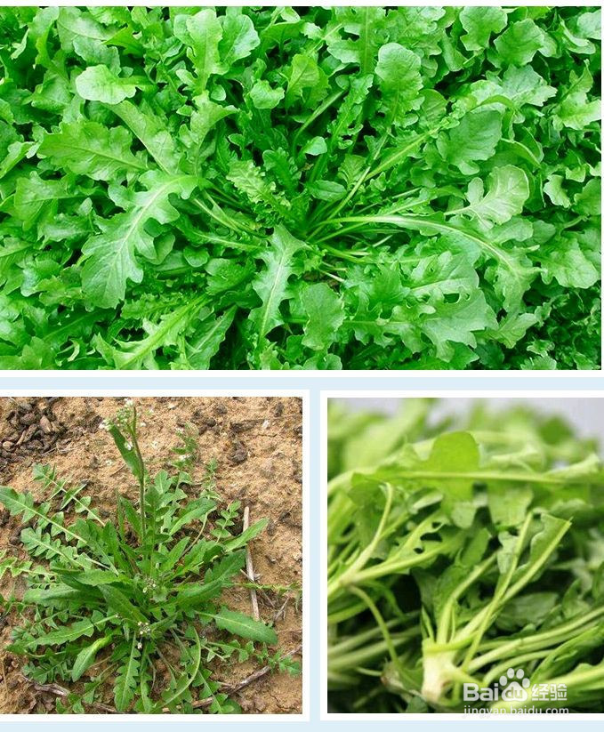 荠荠菜素饺子的做法