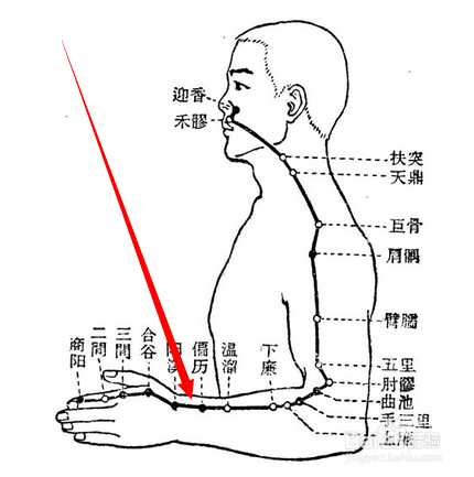 偏歷穴屬於手陽明大腸經,偏歷穴位於人體的臂外側,屈肘,曲池穴上方