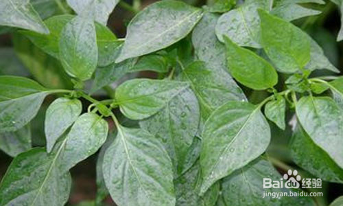 被我们随手丢掉的营养