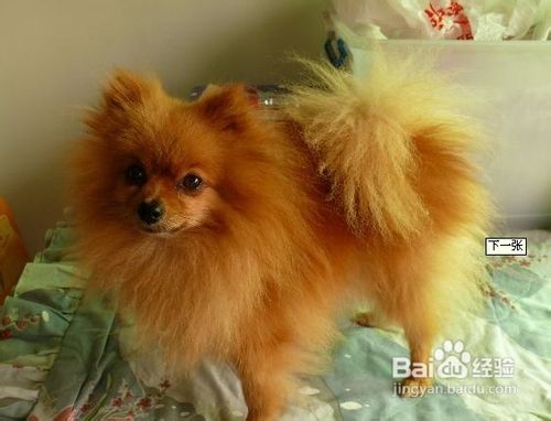 训练狗排泄的十大方法