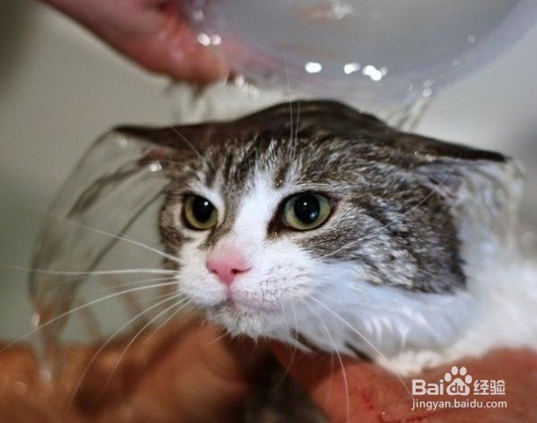 猫喵“黑下巴”健康小贴士