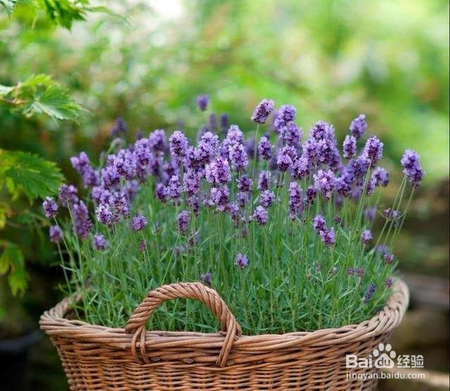 在卧室里面养这几种植物,让你一觉睡到天亮!