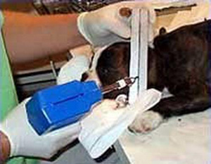 怎样给狗狗裁耳