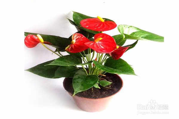 红掌的养殖方法和注意事项都有什么?