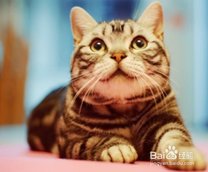 为什么有的猫特别凶？