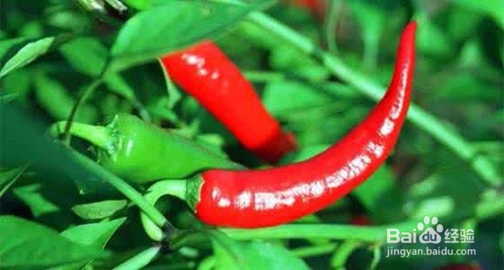 湿气重的人应该少吃哪些食物