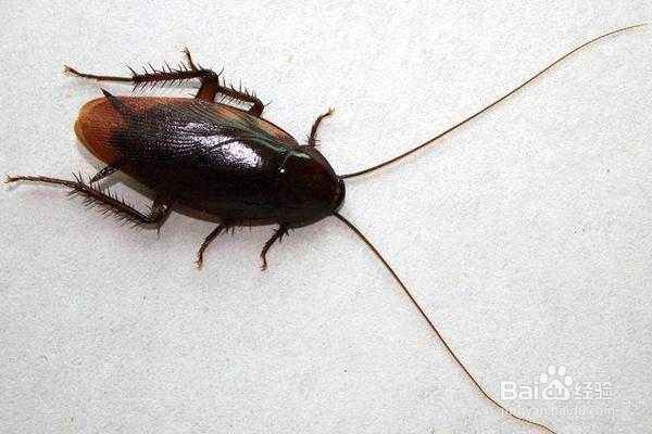 居家消灭蟑螂有妙招