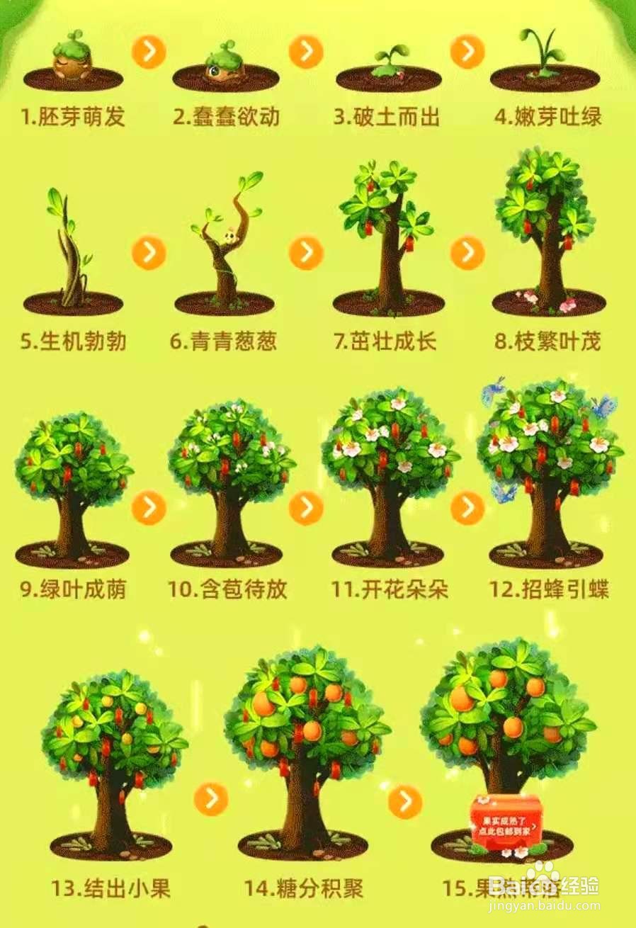 苹果树生长过程图解图片