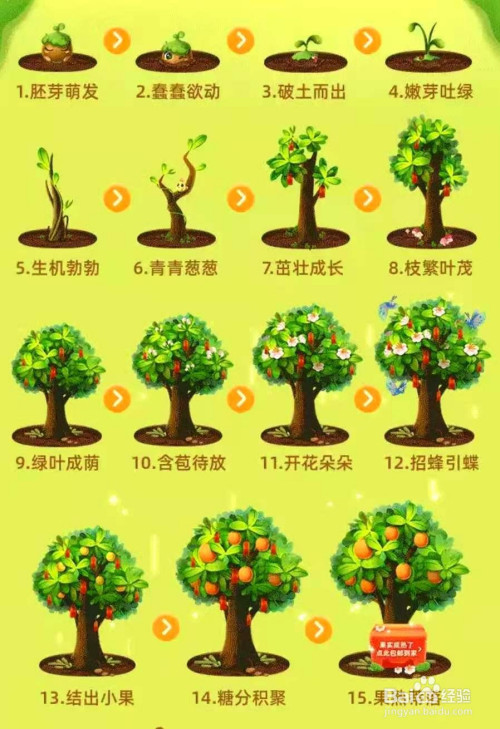 果树成长将仗耻经历15个阶段,果树越大所需要施肥得量越多,种植过程