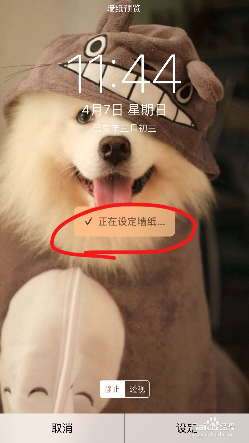 iPhone手机如何设置手机的墙纸