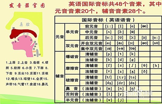 成年人如何学好美式英语?