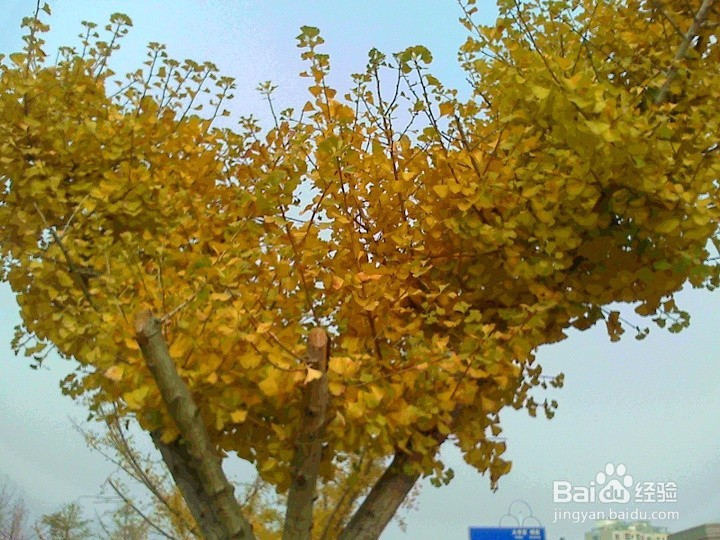 秋天的银杏树叶怎样拍的金灿灿