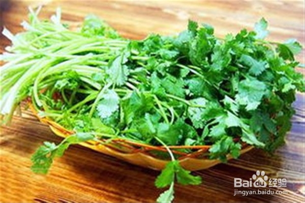 如何种植香菜