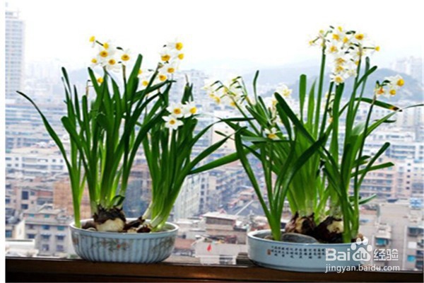 水仙花的养殖方法和注意事项有什么?