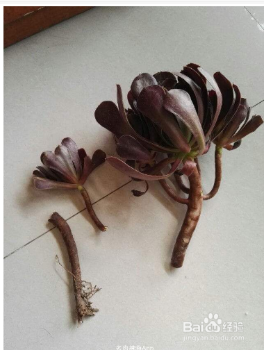 多肉断头后怎么护理