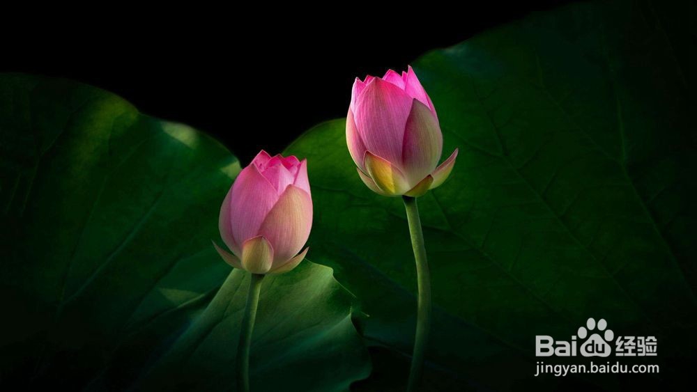 【摄影技巧】初级摄影构图四要素