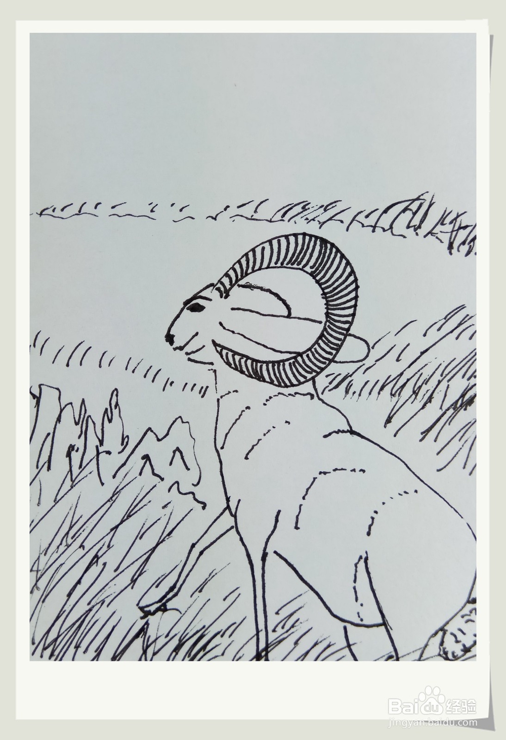 怎样画钢笔画“老羊”？