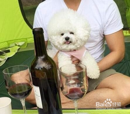 听说汪星人将统治娱乐界，新晋网红“毛球”！