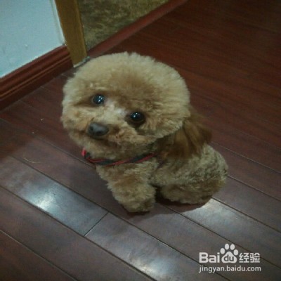 狗狗喜欢乱叫怎么办