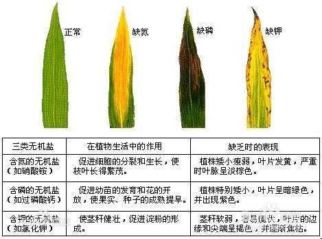 圣女果不结果怎么办？