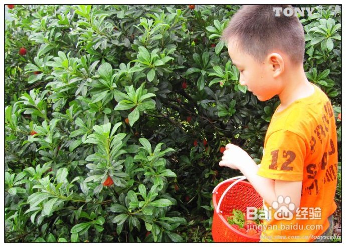 又当江南杨梅熟----采杨梅去！附杨梅的4种最in的吃法