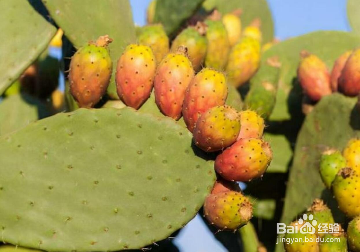 仙人掌品种大全图解