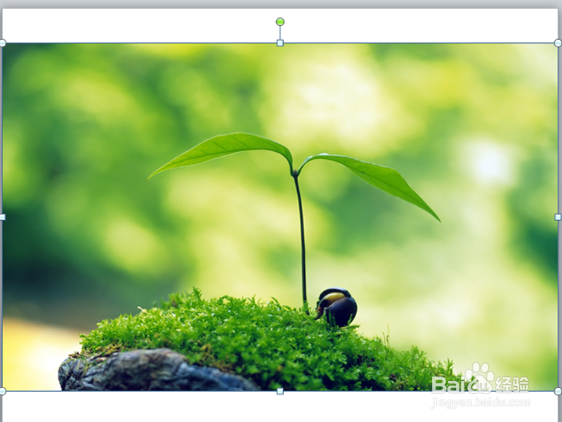 如何利用ppt为图片添加马赛克