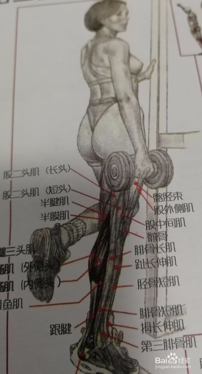 如何锻炼腿部
