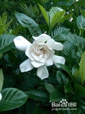 栀子花的养护