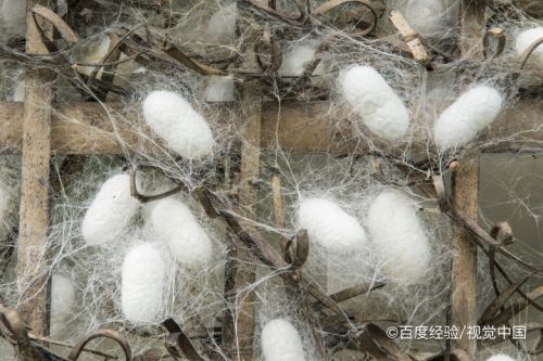养蚕的大致步骤 养蚕的过程以及各方面的注意
