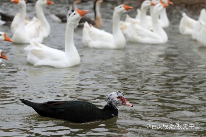 鹅为什么吃泥巴和草